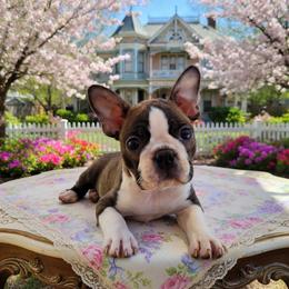 Boston Terrier Puppies from Our Gang Bostons