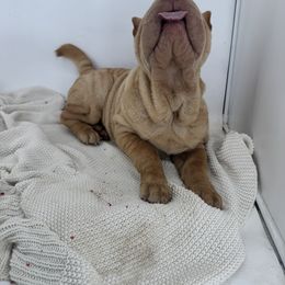 Chinese Shar-Pei, Cocker Spaniel, and Companion Cross Puppies from Mini Hippo Land