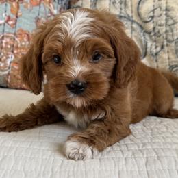 Gilbert - Red  male Goldendoodle puppy in Beckley, West Virginia from By Design Doodles