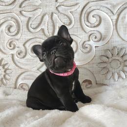 Lollipop 2k - Black female French Bulldog puppy in Tariff, West Virginia from Frenchies WV