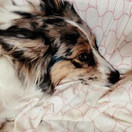 Miniature Australian Shepherds from Tanya's Awesome Aussies
