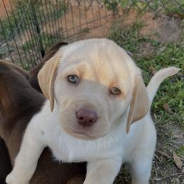 Labrador Retriever Puppies from Shannon Sandifer