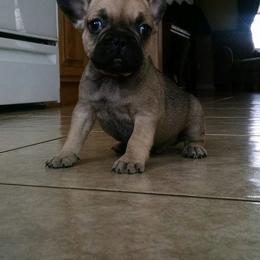 French Bulldog Puppies from Sproull's Fabulous French Bulldogs of Howell Michigan