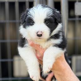 Doom - Black and white male Border Collie puppy in Kalispell, Montana from North Fork Border Collies
