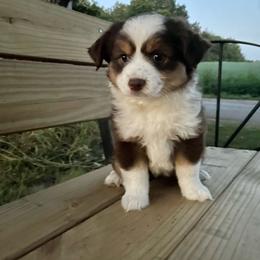 Red tri female - Red tri female Toy Australian Shepherd puppy in Hillsboro, Illinois from Shoal Creek Puppies