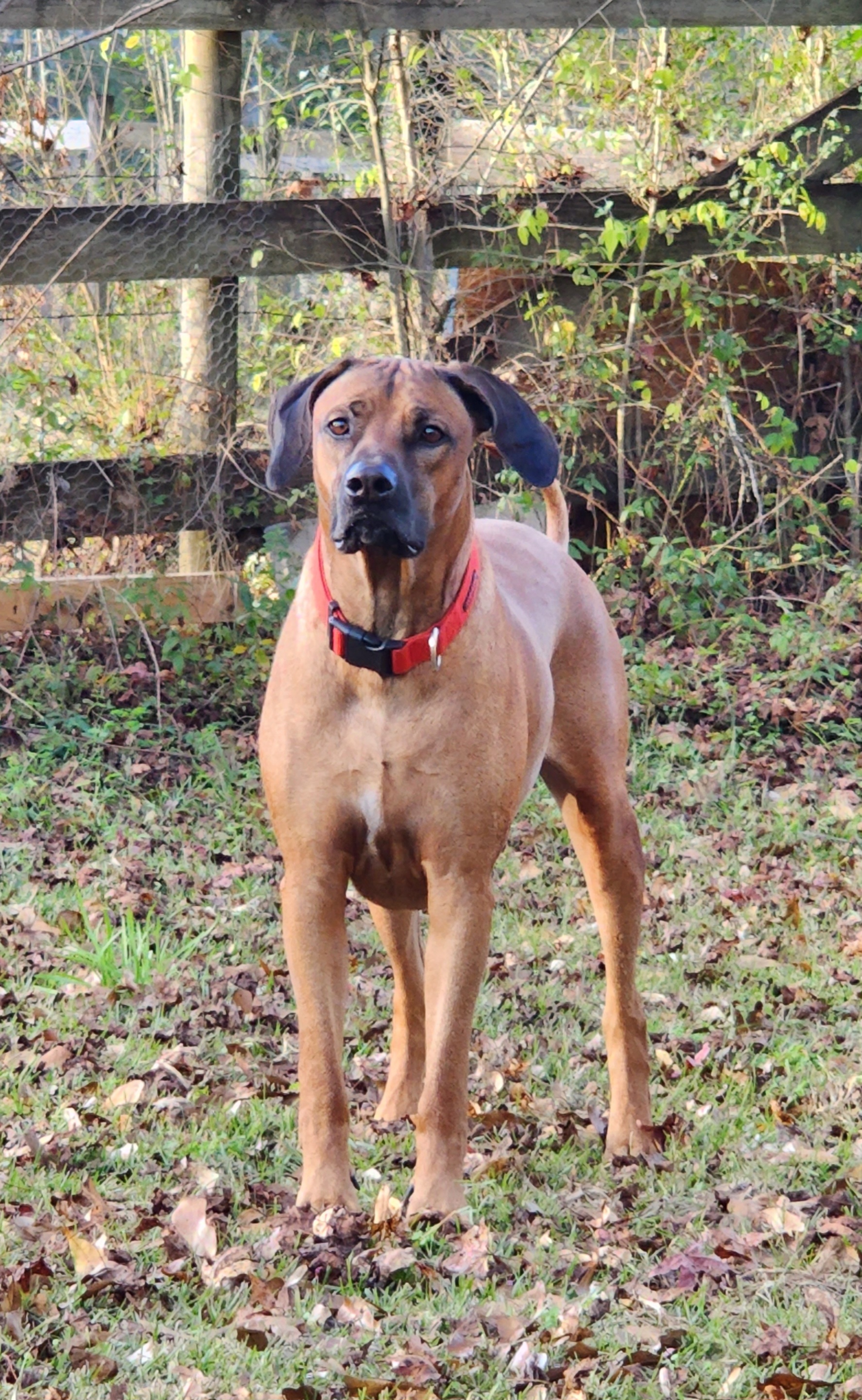 Drago - Rhodesian Ridgeback
