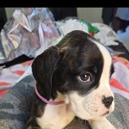 Boxer and Shih Tzu Puppies from L&L European Boxers and Shih Tzus