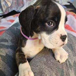 Boxer and Shih Tzu Puppies from L&L European Boxers and Shih Tzus