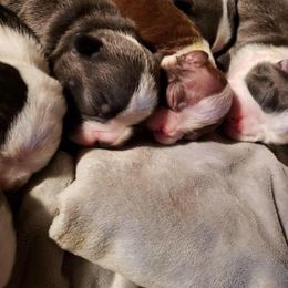 Boston Terrier Puppies from Beatrice's Kennels