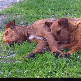 Irish Terriers and Jack Russell Terriers from Back Country Terriers
