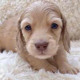 Milo AKC free delivery to Orlando, Florida 10-27 - Dapple male Dachshund puppy in Fredricktown, Missouri from Ivy Cream Dachshunds
