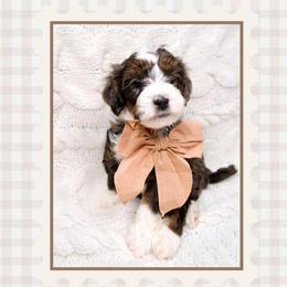 Jack - Tri Merle - Merle male Bernedoodle puppy in Bowling Green, Ohio from Windy Creek Doodles