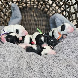 Bernedoodle puppies from Happy Valley Puppies