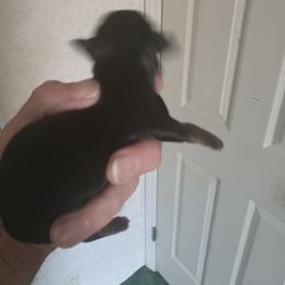 Girl 1 - Black and tan female Dachshund puppy in Warrenville, South Carolina from Sherman's Dachshunds