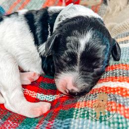 Labradoodle and Poodle Puppies from Lake City Poodles & Doodles