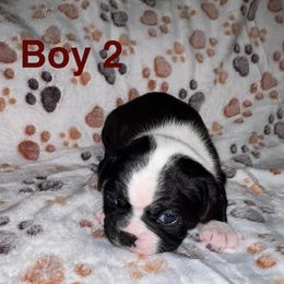 Boy 2 - Black and white male Boston Terrier puppy in Lebanon, Tennessee from Binkard's Boston Terriers