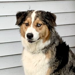 Jewel - Australian Shepherd