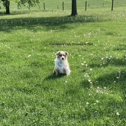 Miniature American Shepherd Puppies from Fuzzbottom Miniature American Shepherd