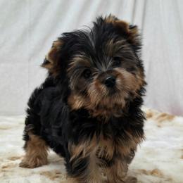 Stokes - Blue and gold male Yorkshire Terrier puppy in Monticello, Iowa from Ashley’s Puppies