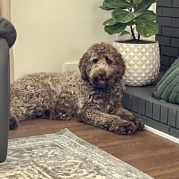 Theo - Goldendoodle