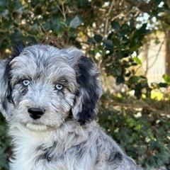 Aussiedoodles and Australian Shepherds from Australian Shepherds of C4 Farms