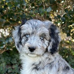 Aussiedoodles and Australian Shepherds from Australian Shepherds of C4 Farms