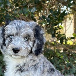 Aussiedoodles and Australian Shepherds from Australian Shepherds of C4 Farms