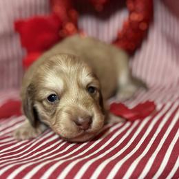 Maverick - Cream male Dachshund puppy in Somerset, Pennsylvania from Rae’s Dapper Dachshunds