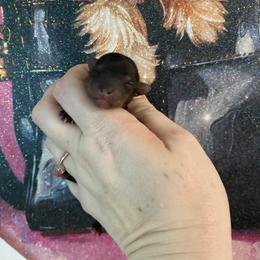 Teeny tiny girl - Blue and gold female Yorkshire Terrier puppy in Yukon, Oklahoma from Tiffs Yorkie babies