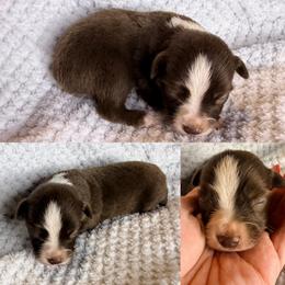 Red tri female - Red tri female Toy Australian Shepherd puppy in Brooker, Florida from Honey, I Shrunk the Aussies