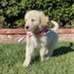 Golden Retriever Puppies from David Cearlock's Golden Retrievers