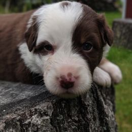 Australian Shepherd Puppies from Rockin' Aussies
