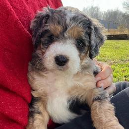 Aspen - Merle female Bernedoodle puppy in Waco, Texas from Hope Valley Doodles