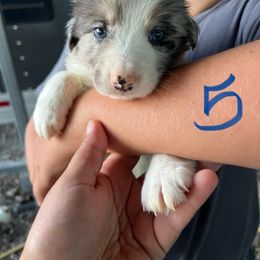 Boy 5 - Blue merle male Border Collie puppy in Rural Retreat, Virginia from Hidden Acres Farm Corgis