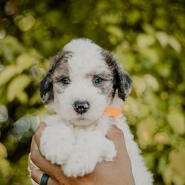 Goldendoodle and Sheepadoodle Puppies from Dooling Doodles