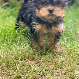Yorkshire Terrier Puppies from Indiana yorkies