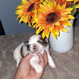 Boy 1 - Gold and white male Shih Tzu puppy in Birmingham, Alabama from K&D kennels