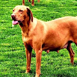 Gracie - Vizsla
