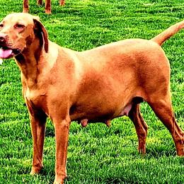 Gracie - Vizsla