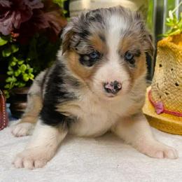 Buck - Blue merle male Australian Shepherd puppy in Boise, Idaho from Black Canyon Corral Aussies