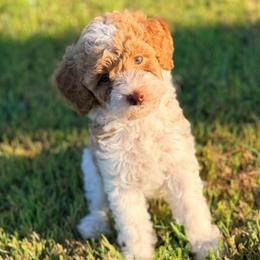 Girl1 - Parti female Poodle puppy in Liberty, Texas from Poodles and Doodles Most Excellent Adventures