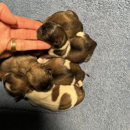 Girl 1 - Gold and white Shih Tzu puppy in Cordova, Maryland from Harlequins Shih Tzu