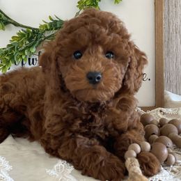 Chevi - Red  female Poodle puppy in Lagrange, Indiana from Heavn Sent Acres