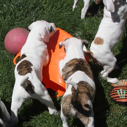 American Bulldog Puppies from Ferocia Kennels