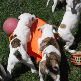 American Bulldog Puppies from Ferocia Kennels