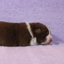 Australian Shepherd Puppies from Starlit Grove Australian Shepherds