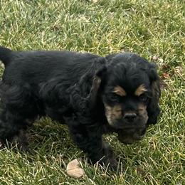 Blk N Tan boy 2 - Black and tan male Cocker Spaniel puppy in Fairview, Utah from Hidden Vallies Cocker Spaniels