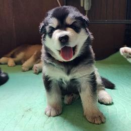 Girl 1 'Lilith' orange collar - Black and white female Alaskan Malamute puppy in Grayson County, Virginia from River Bend Malamutes
