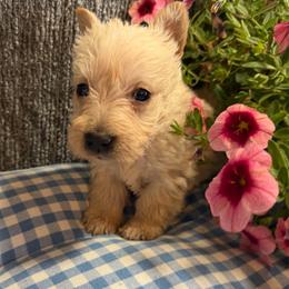 Wheaten Girl 1 - Wheaten female Scottish Terrier puppy in Nickelsville, Virginia from Pecan Creek