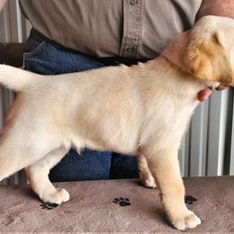 Labrador Retriever Puppies from True Labradors